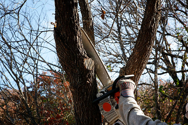 Trusted Melrose, MN Tree Services Experts