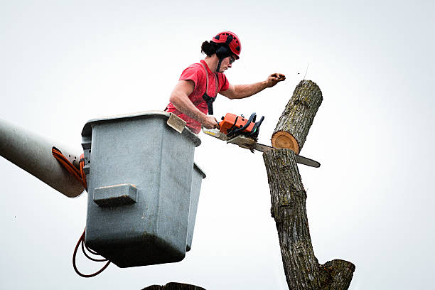 How Our Tree Care Process Works  in  Melrose, MN